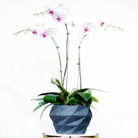 3 - STEM WHITE WITH FUCHSIA ORCHIDS