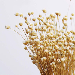 50pc/Bunch Happy Flower Sunflower Star Flower Natural Dried Flowers White Real Flowers for HomeDecor