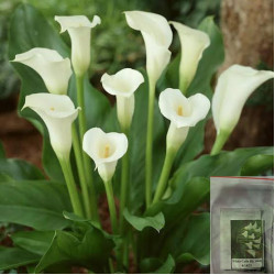 Calla lily (white) flower seeds